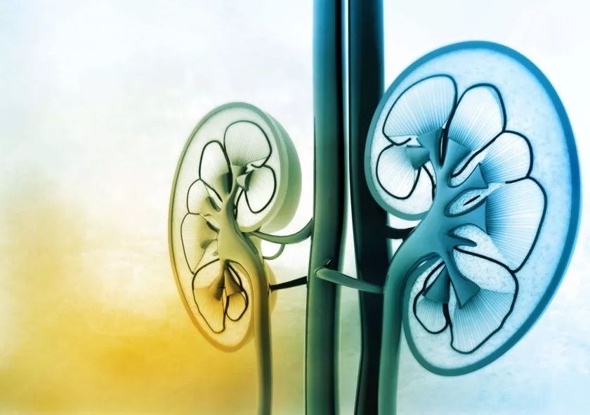 Kidney cancer research with BIOMEDICA CRO team - we are ready to provide all our knowledge and experience to support your current needs and provide you with various human biospecimens and associated clinical data.